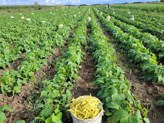 Légumier Marcoux photo